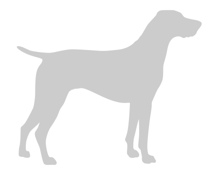 Placeholder image for Akbash Dog